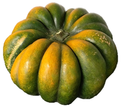 Muskatkürbis