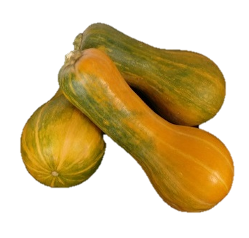 Butternuss